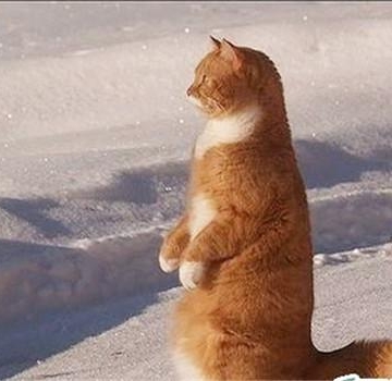 怎么训练猫咪站肩膀