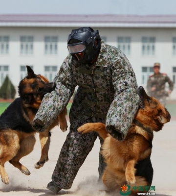 怎么训练警犬扑咬
