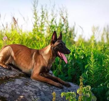 怎么训练马犬护卫主人