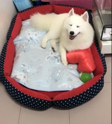 训练萨摩耶睡狗窝