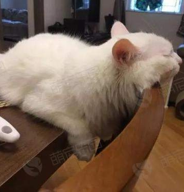 训练猫不上餐桌