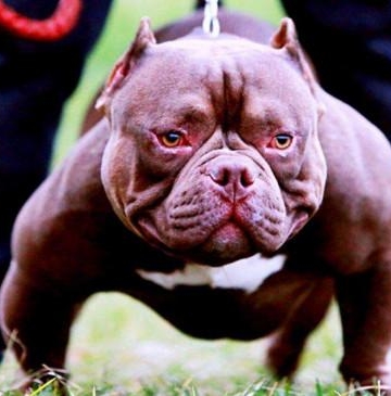 恶霸犬要怎么样训练