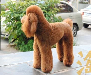 两岁贵宾怎么训练