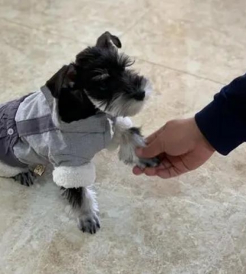 3个月雪纳瑞不好训练