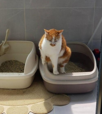 怎祥训练猫大便
