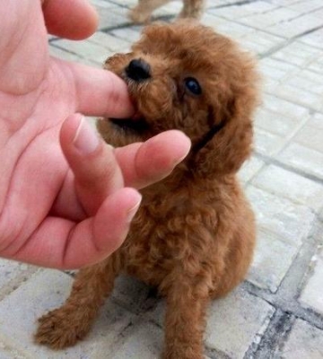 泰迪犬满月后训练什么区别