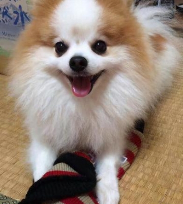 怎么训练博美走路