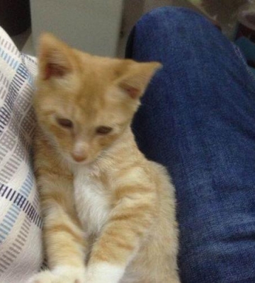 三个月小猫怎么训练