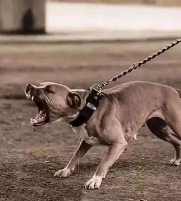 肌肉比特犬训练