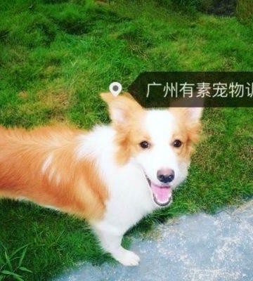 广州有素宠物训练学校