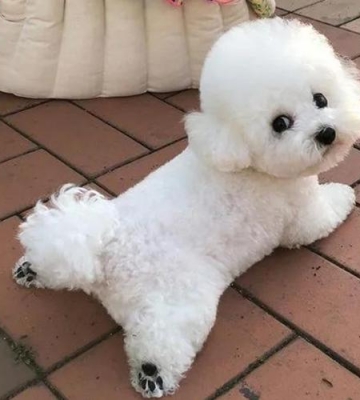 怎样训练1个月比熊