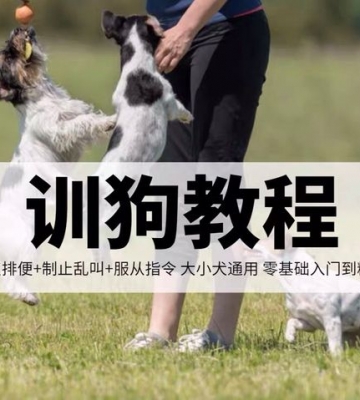 训练狗狗视频教程大全集