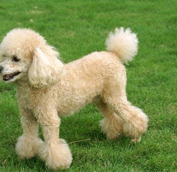 怎么训练贵宾犬不叫