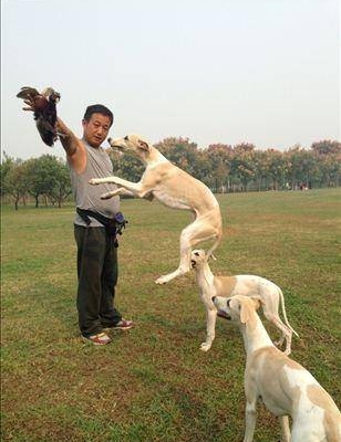 训练狗抓兔子