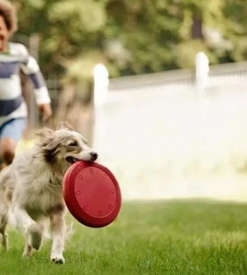 怎样训练犬捡拾物品