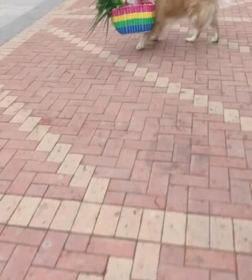 金毛提菜篮子怎么训练