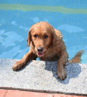 广东小犬训练地址