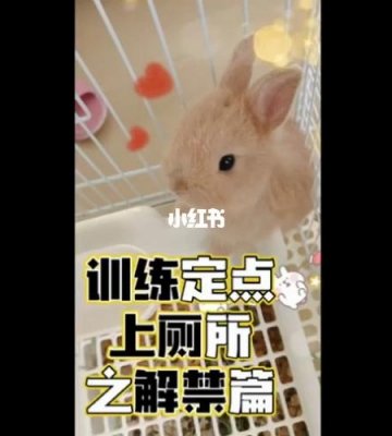 训练兔子到厕所小便