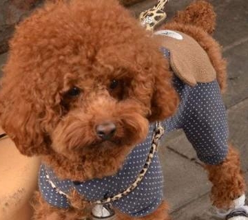 玩具泰迪多大训练