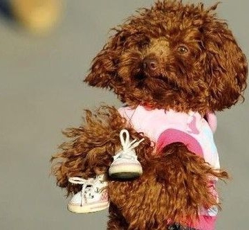 太迪犬怎么训练