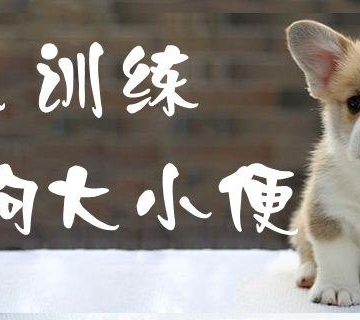 狗室内大小便训练视频教程