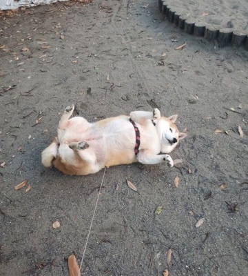 大狗狗装死怎么训练