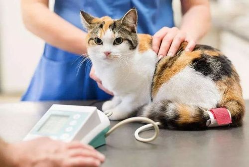 怎么科学喂养宠物猫