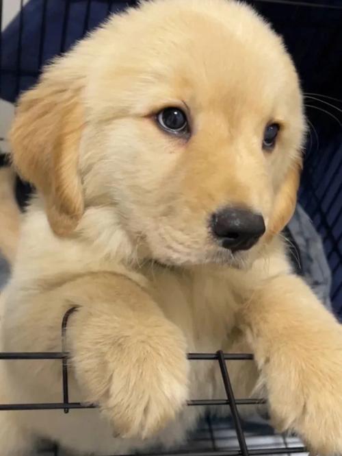 金毛幼犬什么都吃