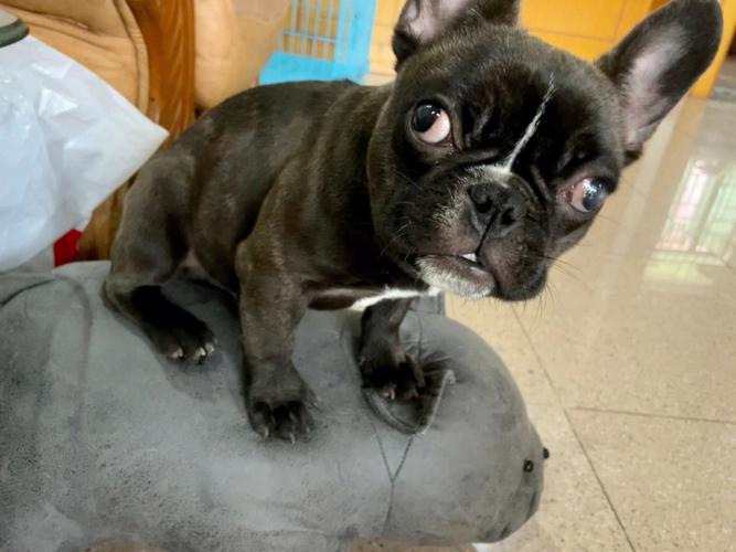 一个月法斗幼犬怎么养