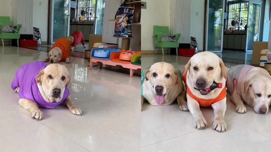 狗狗匍匐前进什么意思