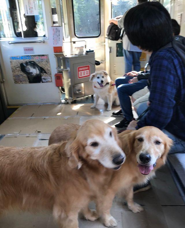 宠物怎么能上火车