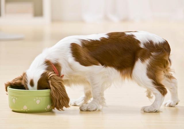 幼犬狗狗老是打嗝怎么回事