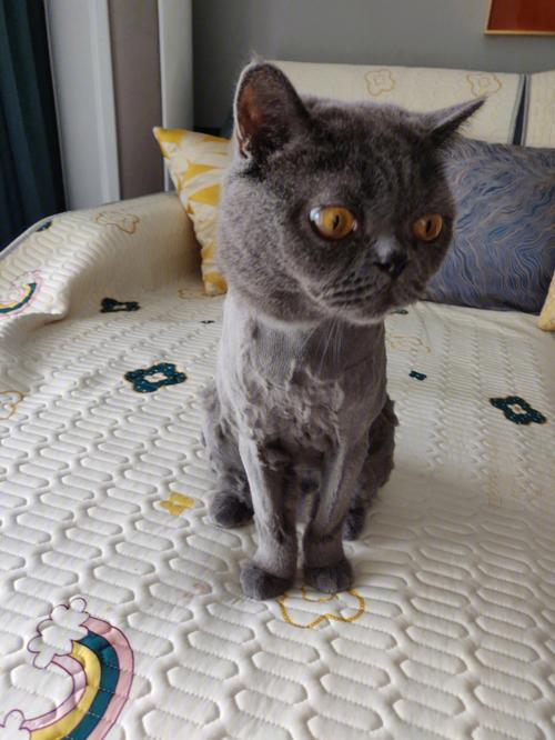 秋季猫咪剃毛有什么影响吗