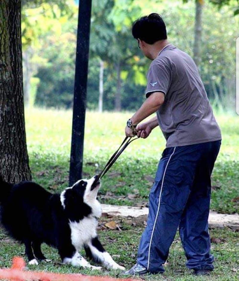 小狗为什么喜欢要绳子