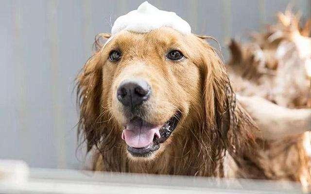 狗狗时很干怎么办