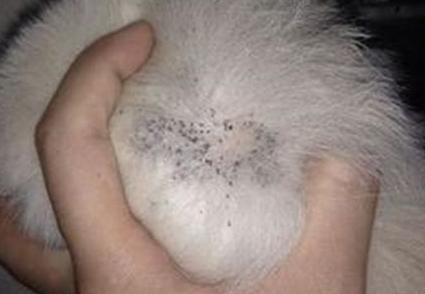 狗狗身上的跳蚤什么样