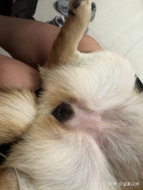 为什么狗狗喜欢闻私处