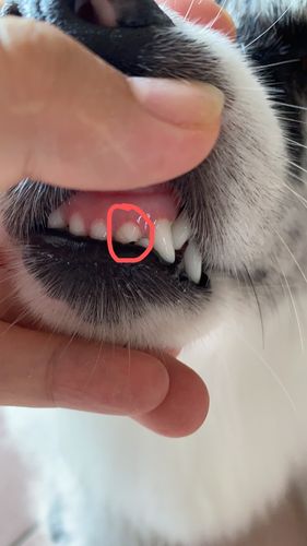 小狗牙断了一半怎么办