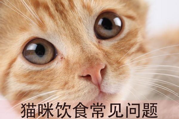 小猫咪吃什么比较好