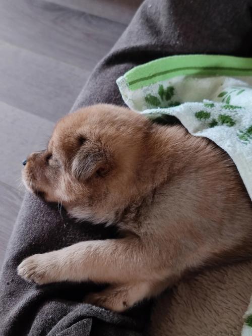 小狗爱睡觉怎么回事