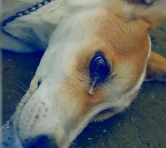 狗狗怎么会像人哭