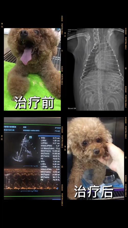 狗狗气管坏了怎么治