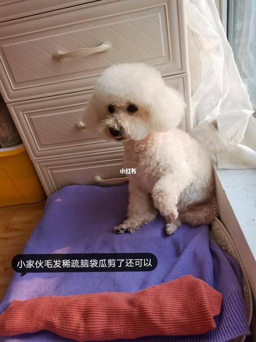 在家怎么给狗狗剪毛