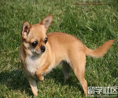 狗有什么品种价格底