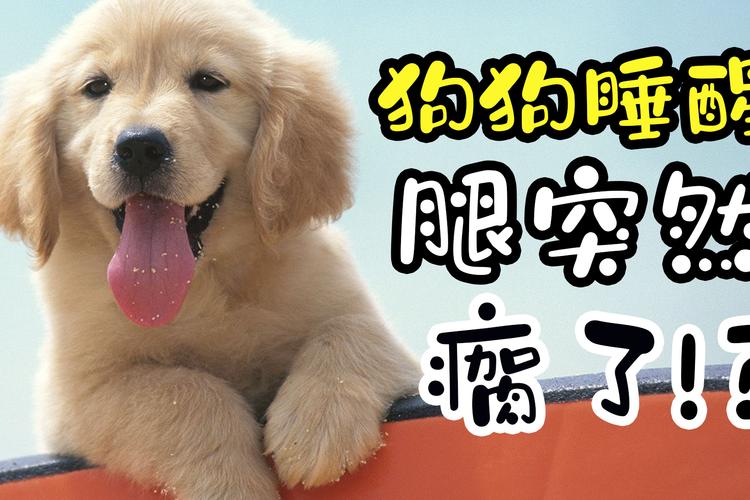 狗狗前腿有点瘸怎么办