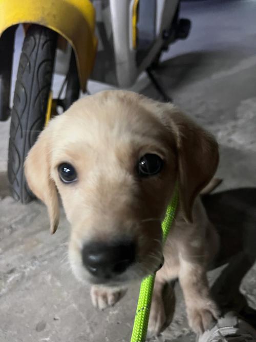 两个月的拉布拉多幼犬吃什么