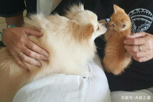 狗狗抓猫怎么办