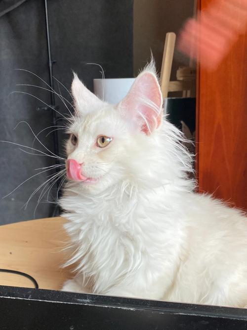 猫咪能看见什么颜色
