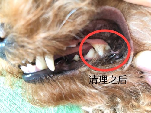 狗狗怎么发现有结石