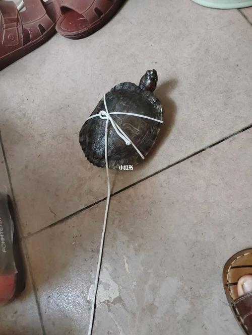 如何正确地遛龟